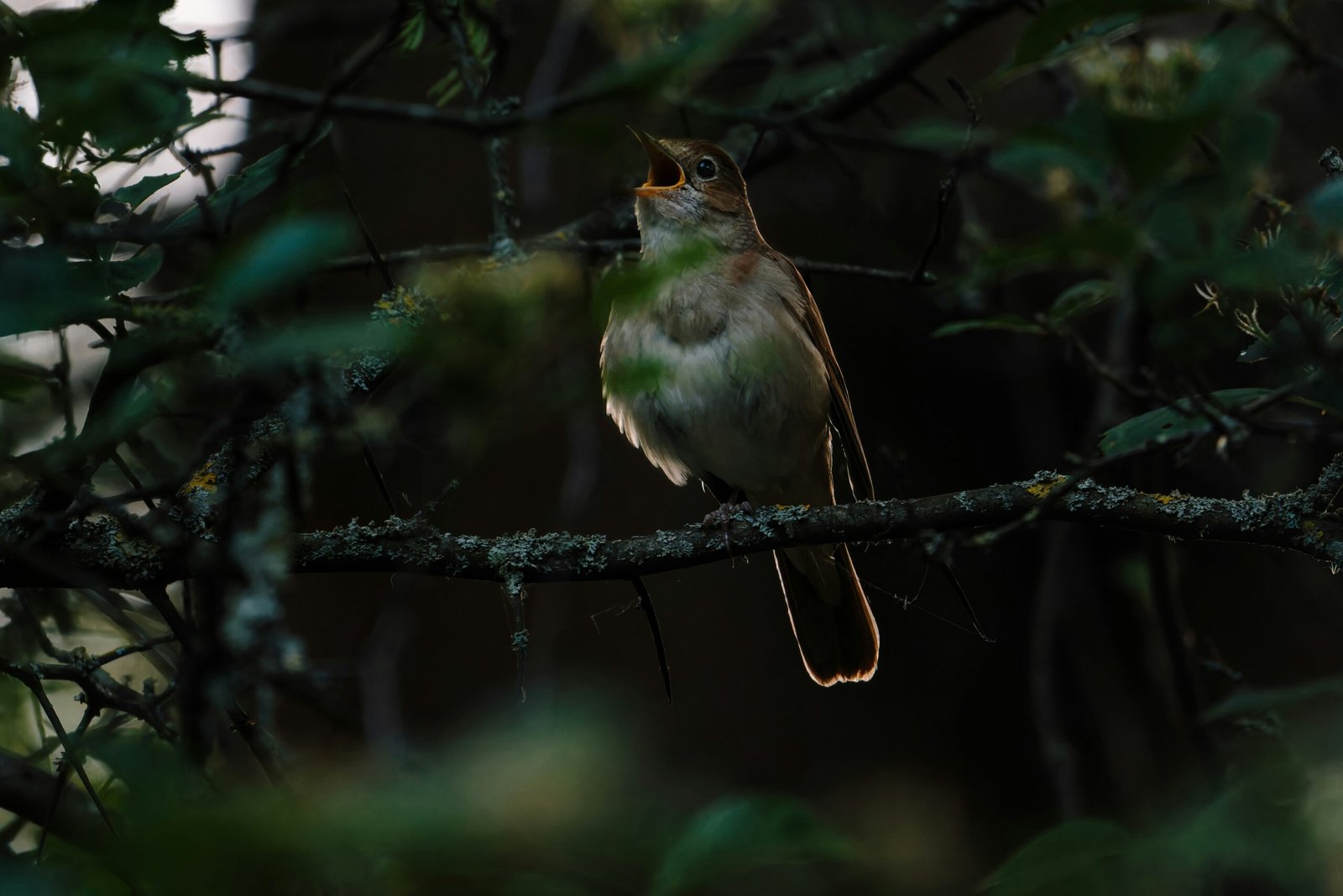 a small bird perched on a tree branch